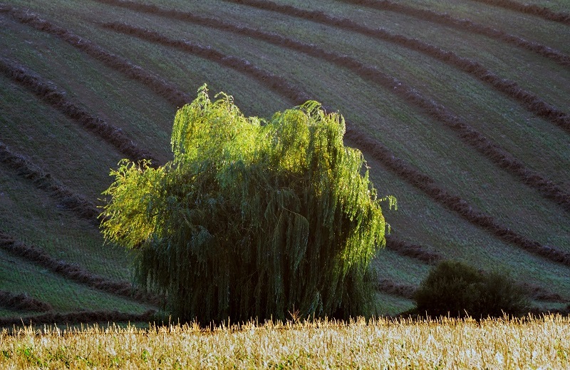 photo d'arbre en hivers