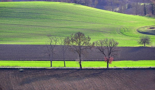 arbre dans un champs